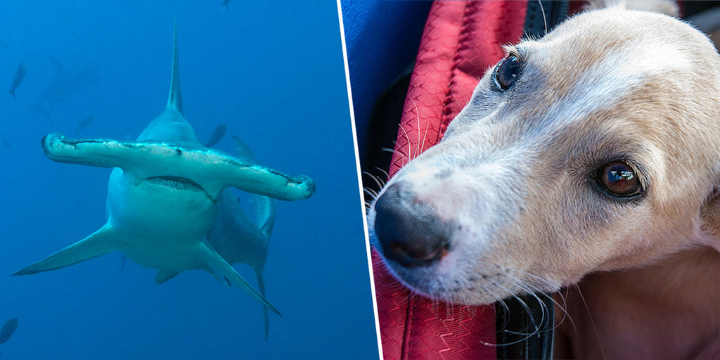 Jaws vs. Paws: A Courageous Canine Takes on a Shark in Bahamian Waters