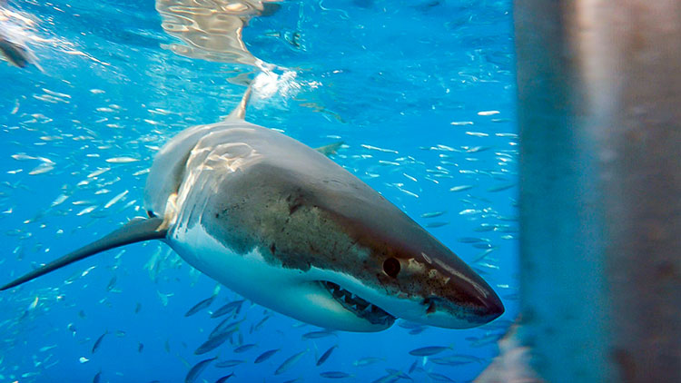Shark-Diving Mecca, Isla Guadalupe, Permanently Closed To Tourism