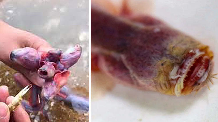Super Rare Purple Eel Gobys: The Monsters Lurking in the Depths of Taihu Lake