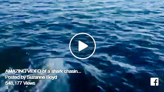 SHARK chases Tarpon! Checkout this AMAZING VIDEO!